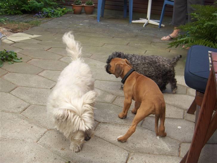 Boxer Enya - leger med Fie og Molly billede 8
