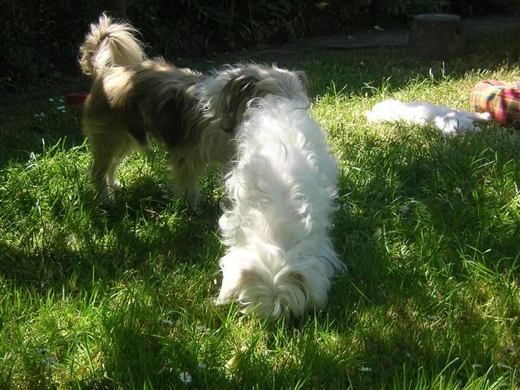 Chinese crested powder puff Miabella - Miabella og kasmir billede 13