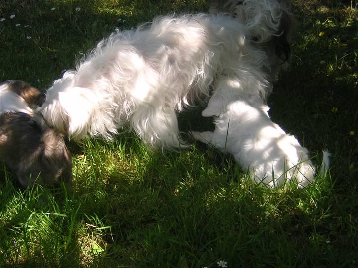 Chinese crested powder puff Miabella - Miabella med Lucky og Zozo billede 14