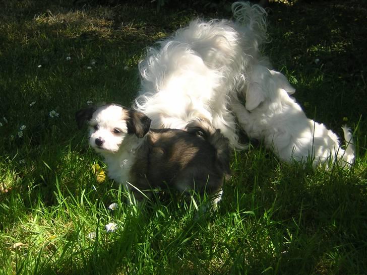 Chinese crested powder puff Miabella - Miabella med Lucky og Zozo billede 15
