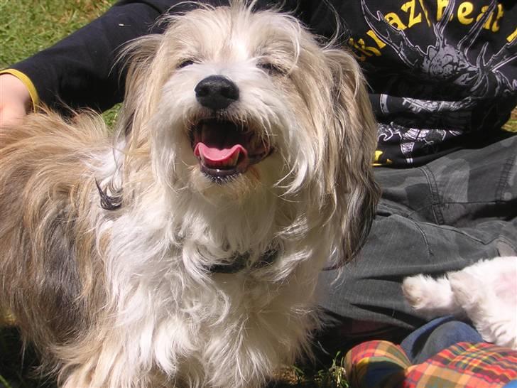 Chinese crested powder puff Miabella - Kasmir-hvalpenes far billede 16