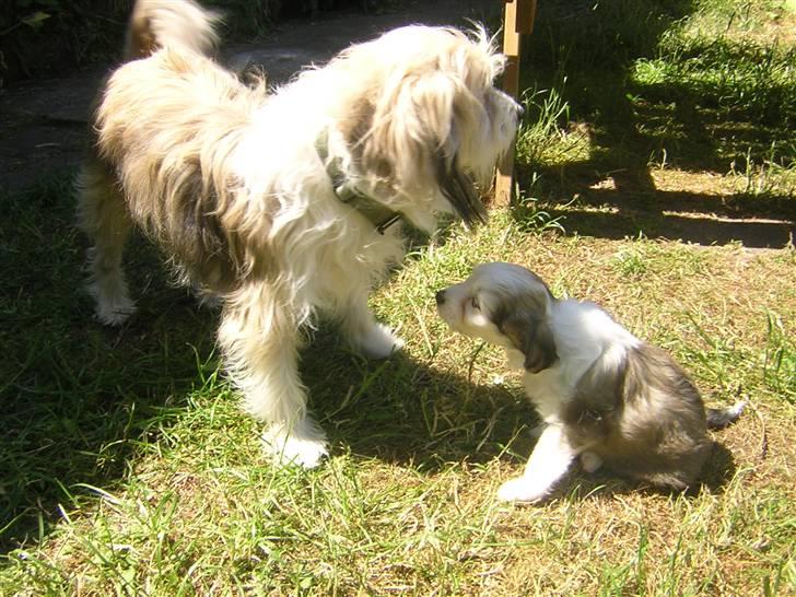 Chinese crested powder puff Miabella - Kasmir med deres hvalp Lucky billede 17
