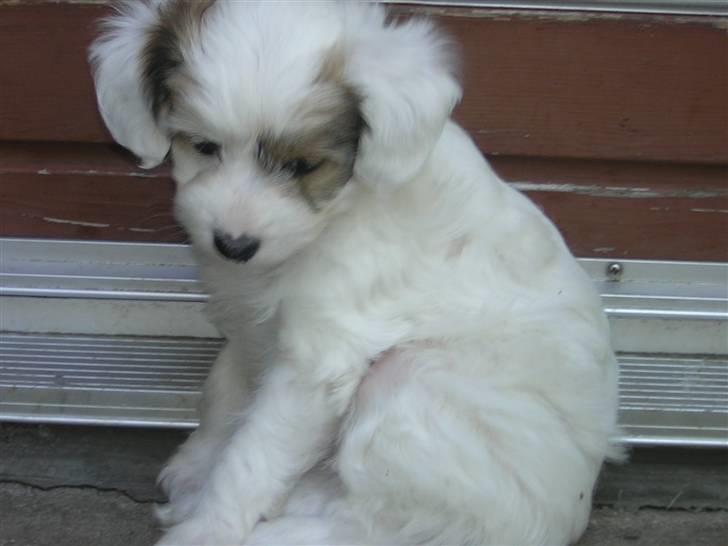 Chinese crested powder puff Miabella - Miabella og kasmirs hvalp Dolli billede 18