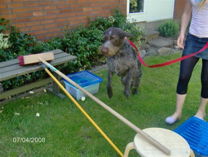 Ruhåret hønsehund Buller billede 19