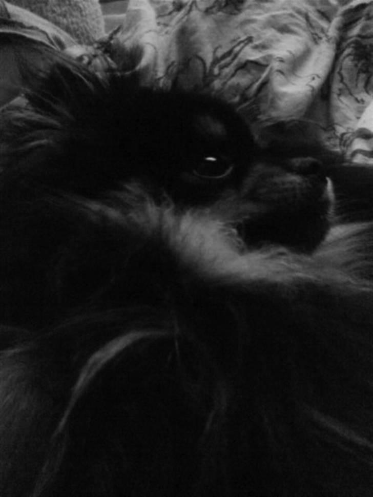 Pomeranian Gizmo billede 3