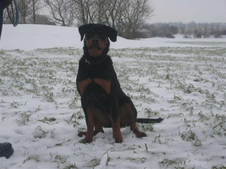Rottweiler Vega - jeg sidder altid gerne stille til et billede billede 6