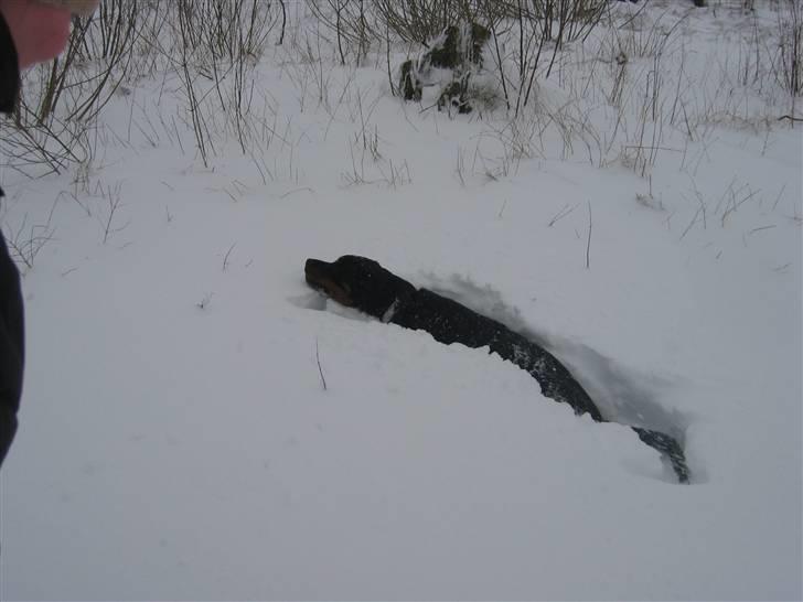 Rottweiler Vega - begravet i lidt sne, der var vidst lidt dybere end jeg havde regner med.. billede 7