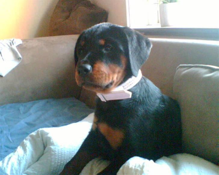 Rottweiler Vega - hvalp ca 13 uger billede 8