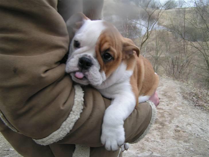 Engelsk bulldog Zoey billede 10