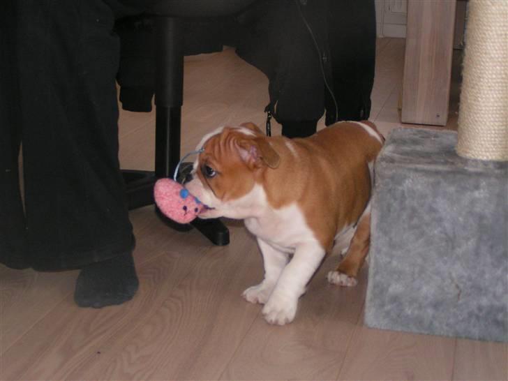 Engelsk bulldog Zoey billede 11