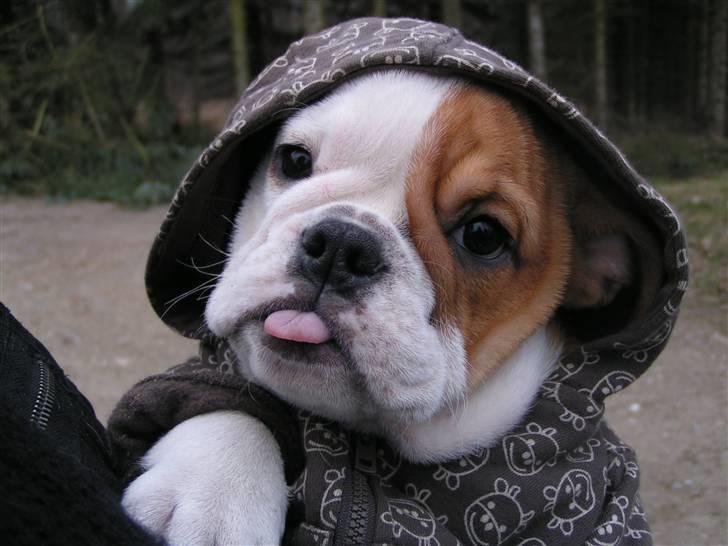 Engelsk bulldog Zoey billede 12