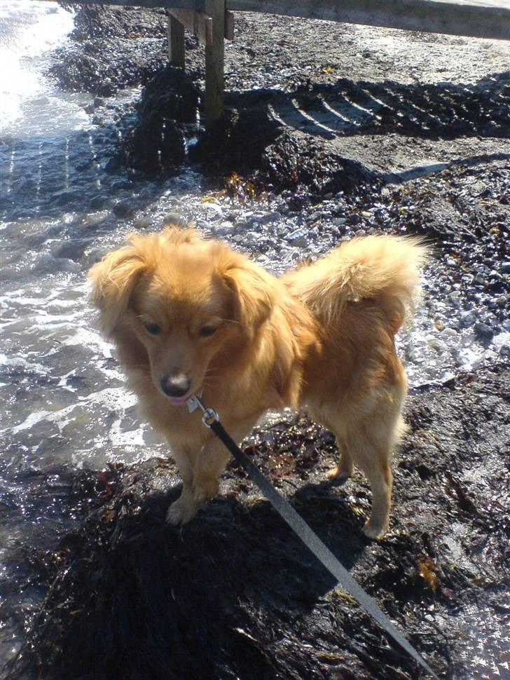 Blanding af racer soffie billede 17