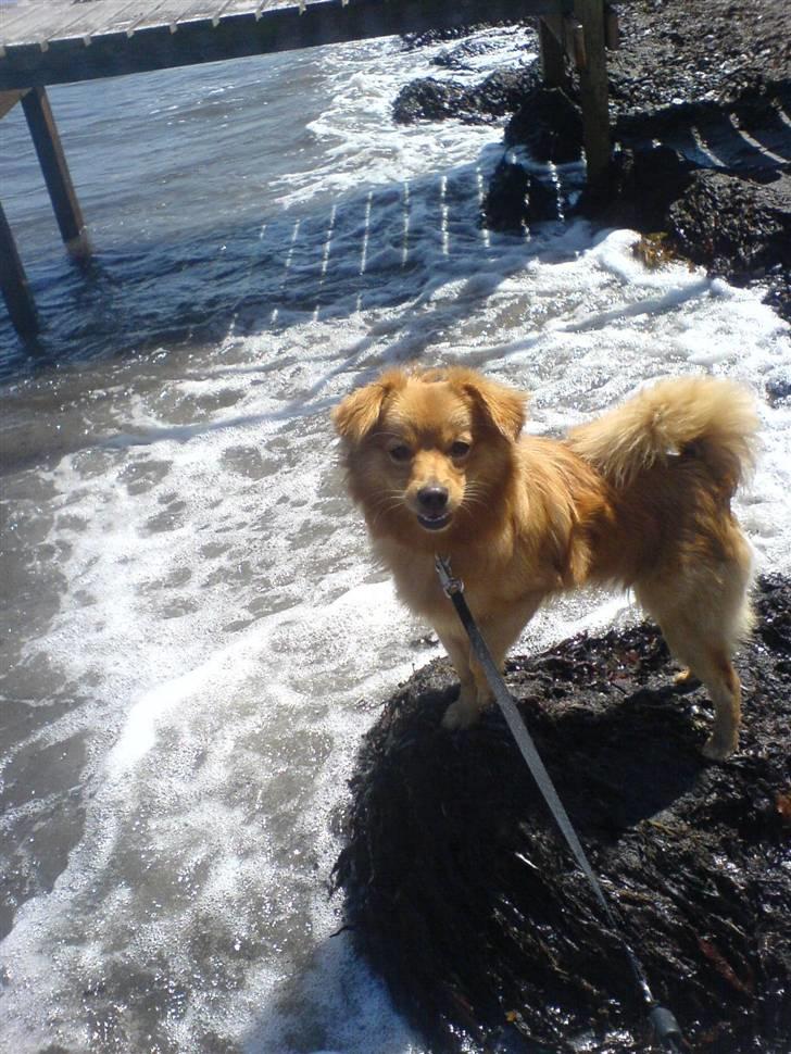 Blanding af racer soffie billede 18