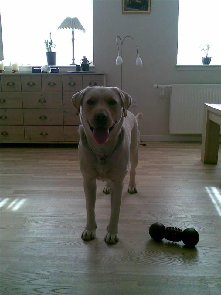 Labrador retriever Grøffe - Mor jeg er klar skal vi lege.. billede 10