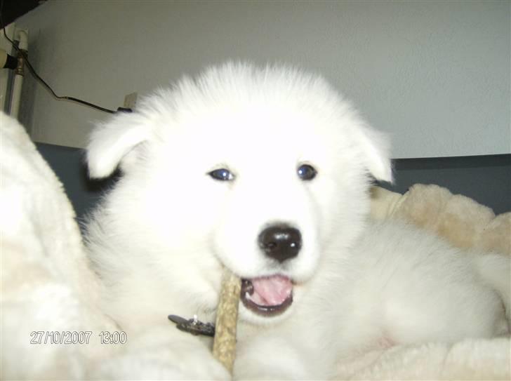 Samojedhund Freja RIP ;( billede 1