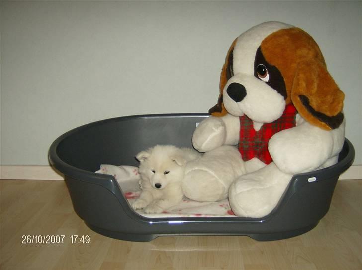 Samojedhund Freja RIP ;( billede 2