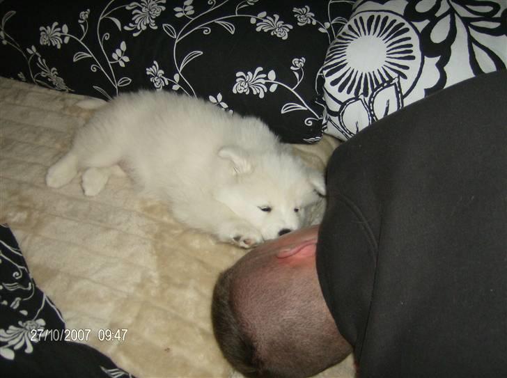 Samojedhund Freja RIP ;( billede 3