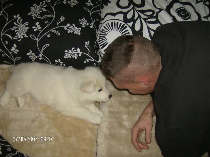 Samojedhund Freja RIP ;( billede 4