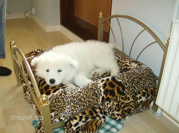 Samojedhund Freja RIP ;( billede 5