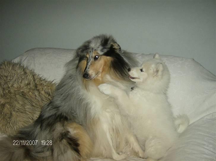 Samojedhund Freja RIP ;( billede 6