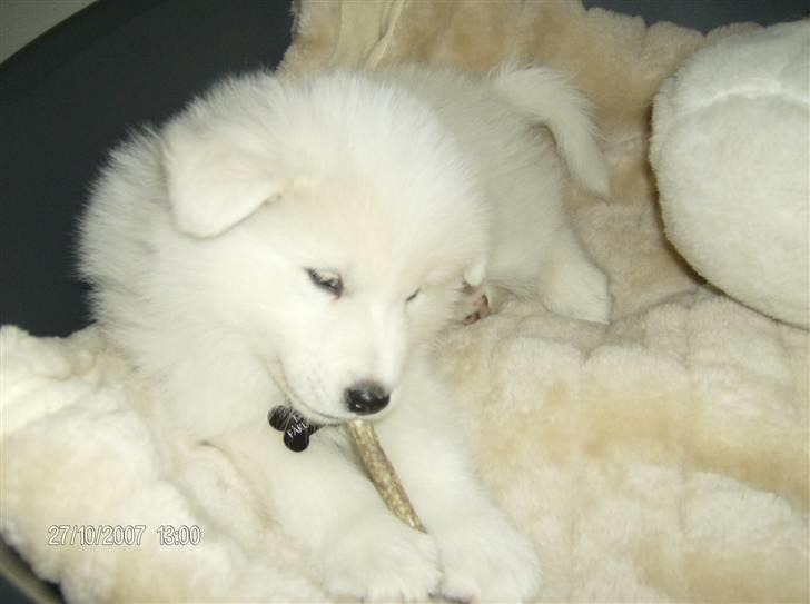 Samojedhund Freja RIP ;( billede 7