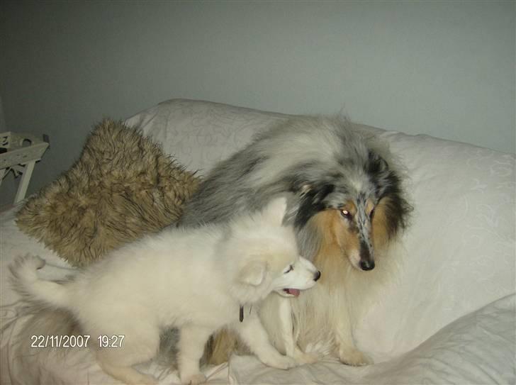 Samojedhund Freja RIP ;( billede 8