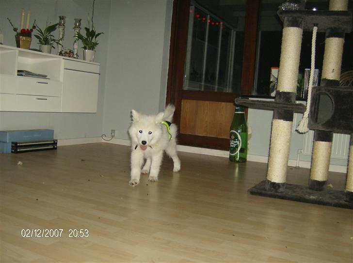 Samojedhund Freja RIP ;( billede 9