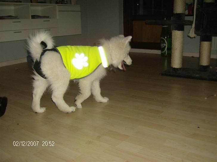 Samojedhund Freja RIP ;( billede 10