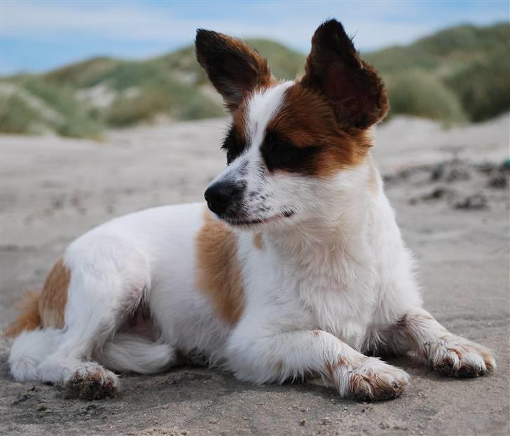 Papillon Bølle *R.I.P.* - Jeg holder et vågent øje med Rødhus Strand! D. 1. august 09 billede 2