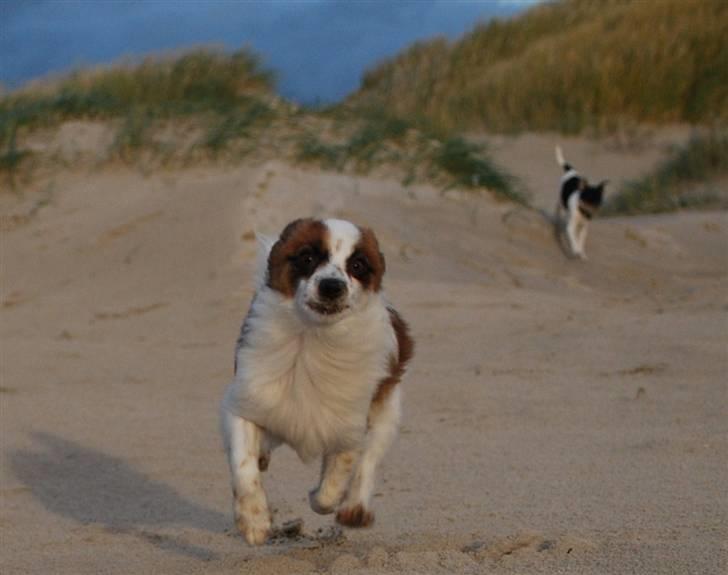 Papillon Bølle *R.I.P.* - Paaaas påååå, her kommer jeg! D. 4/11-10 Rødhus Strand billede 7