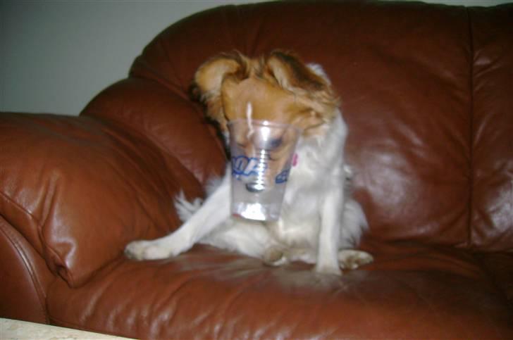 Papillon Bertha - Bertha drikker;) billede 18