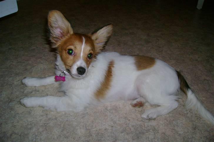 Papillon Bertha billede 19