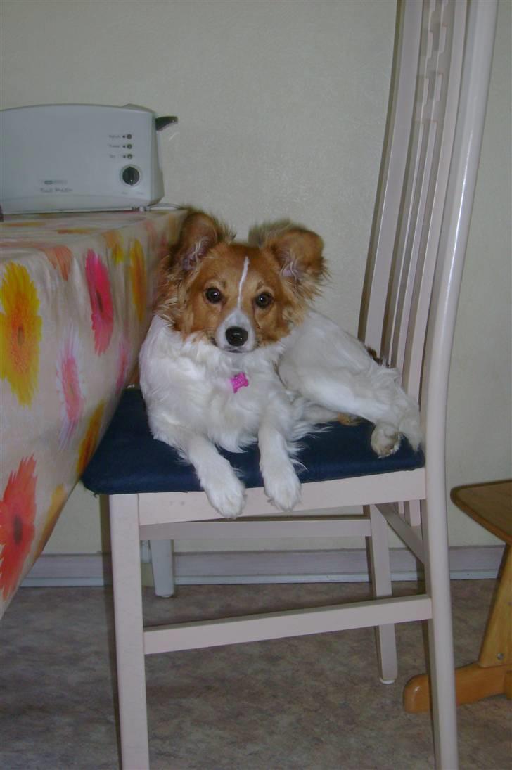 Papillon Bertha billede 20