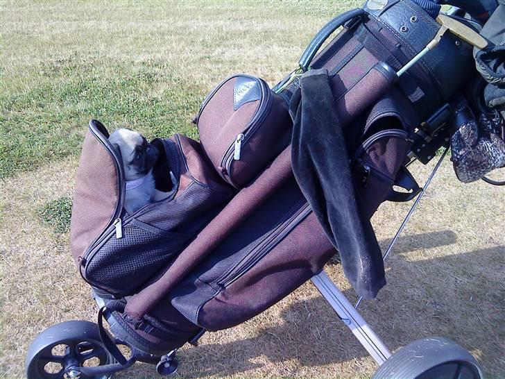 Mops Olga - Olga var med ude og gå 9 huller, men blev træt undervejs og måtte i golf-baggen. billede 12