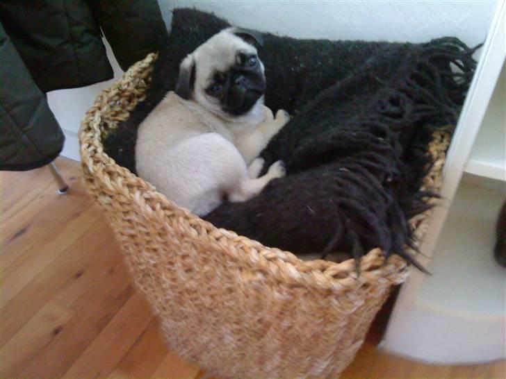 Mops Olga - Yndlingskurven, selvom den faktisk er til tæpper og ikke til hunde. billede 13