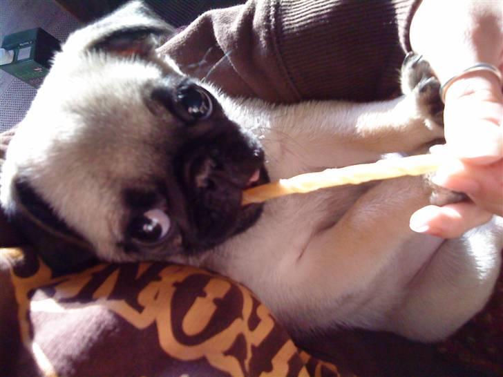 Mops Olga billede 14