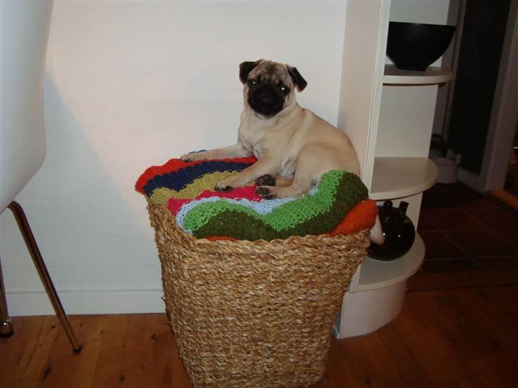 Mops Olga - Olga er blevet større. Favorit stedet er stadig i "tæppe-kurven" billede 15