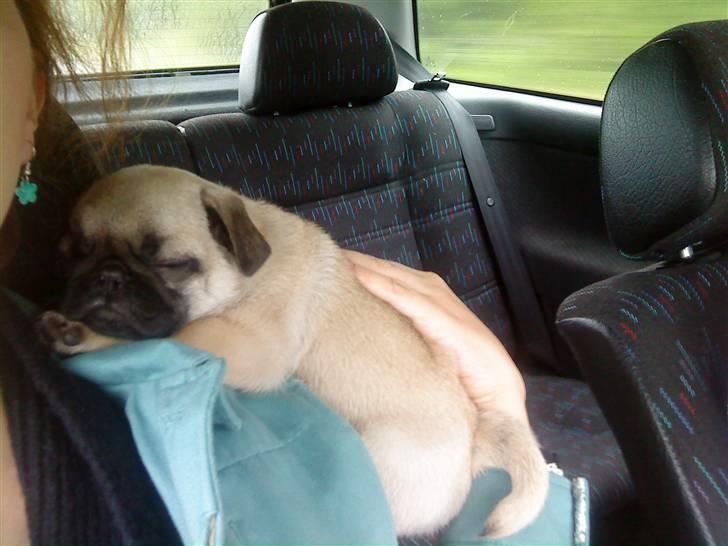 Mops Olga - Da hun var helt lille, ville hun altid sove på min skulder, når vi var ude og køre. billede 16