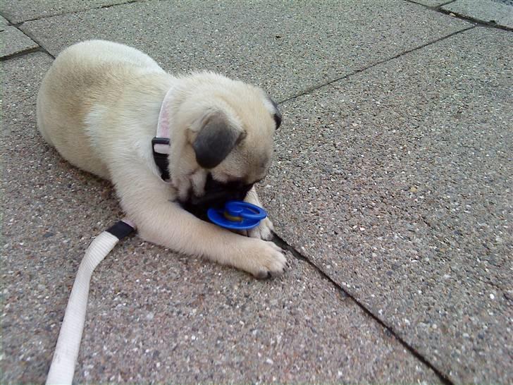 Mops Olga billede 17