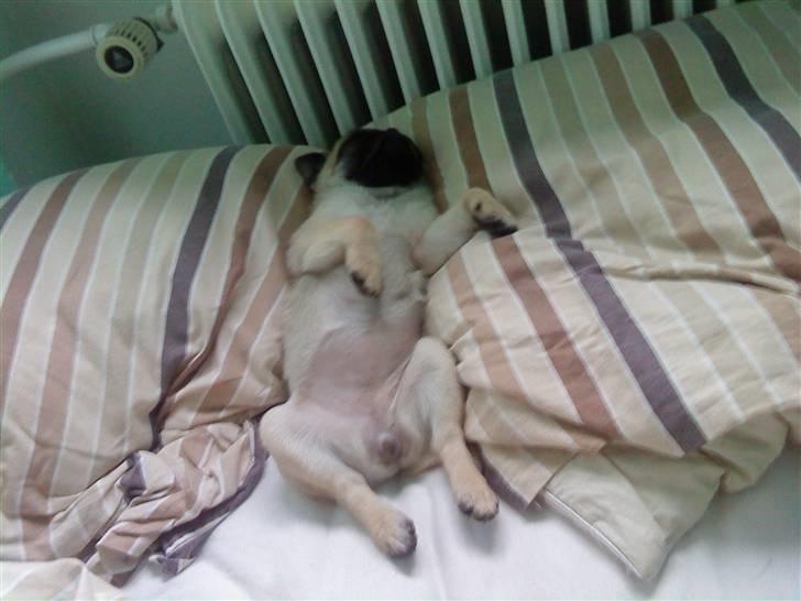 Mops Olga - Olga flader ud. billede 18