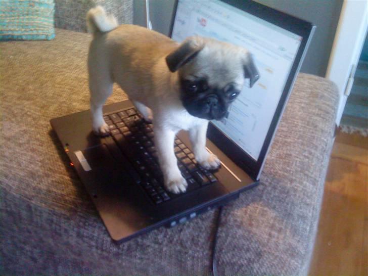 Mops Olga - Hov, der er vist sneget sig en lille mops op på computeren.. billede 19