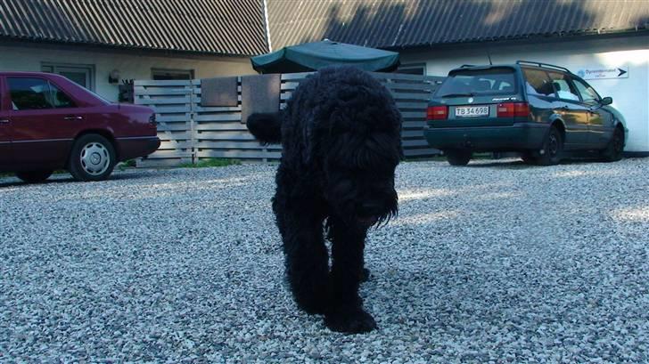 Sort russisk terrier Trishja - Død billede 9