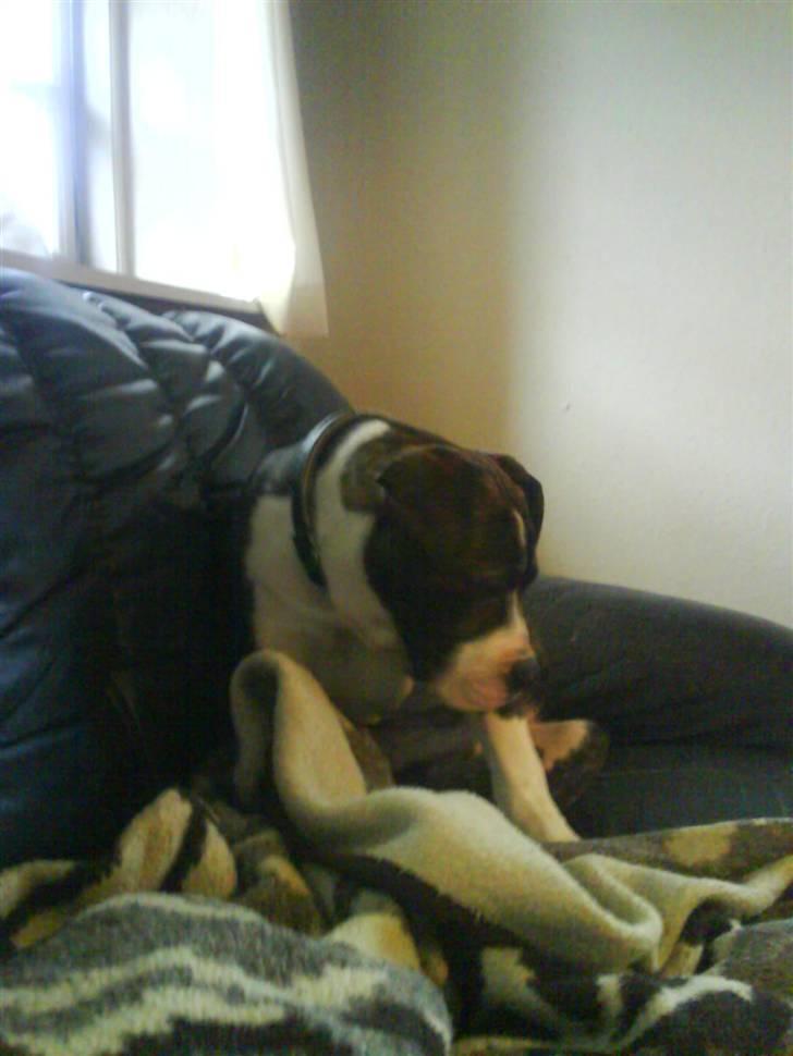 Amerikansk bulldog Armani **SOLGT** - Der er godt nok langt ned billede 1