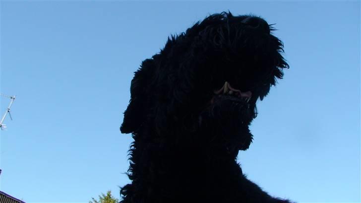 Sort russisk terrier Trishja - Død billede 10