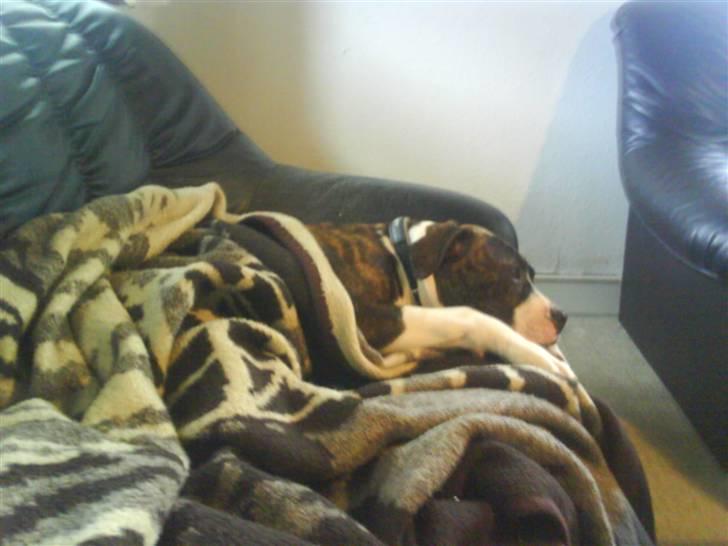 Amerikansk bulldog Armani **SOLGT** - Her sover jeg godt billede 2