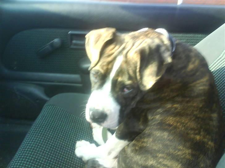 Amerikansk bulldog Armani **SOLGT** - Er jeg ikk bare kær billede 3