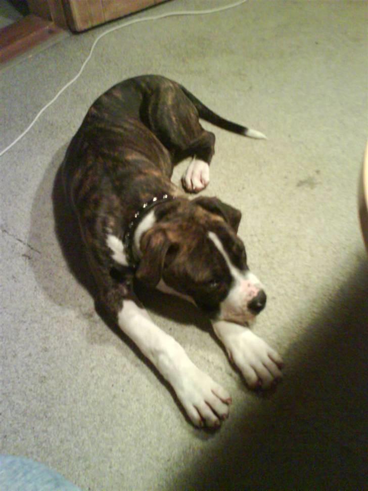 Amerikansk bulldog Armani **SOLGT** - Så sødt jeg sover billede 4