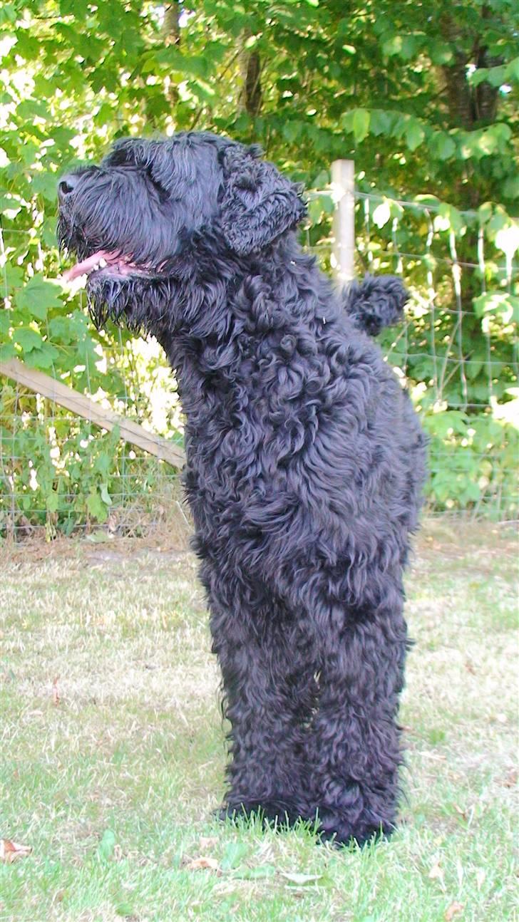 Sort russisk terrier Romanov - Død - Min bedste ven. <3 billede 10