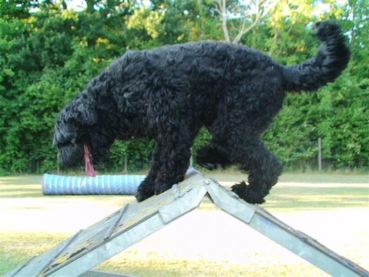 Sort russisk terrier Romanov - Død - Min bedste ven. <3 billede 12