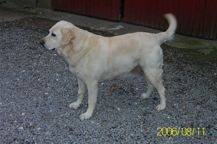 Golden retriever Tøsen **R I P** billede 1